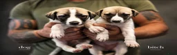 Mixed Breed dogs for sale: Whippet cross whippet lurcher - Advert 6