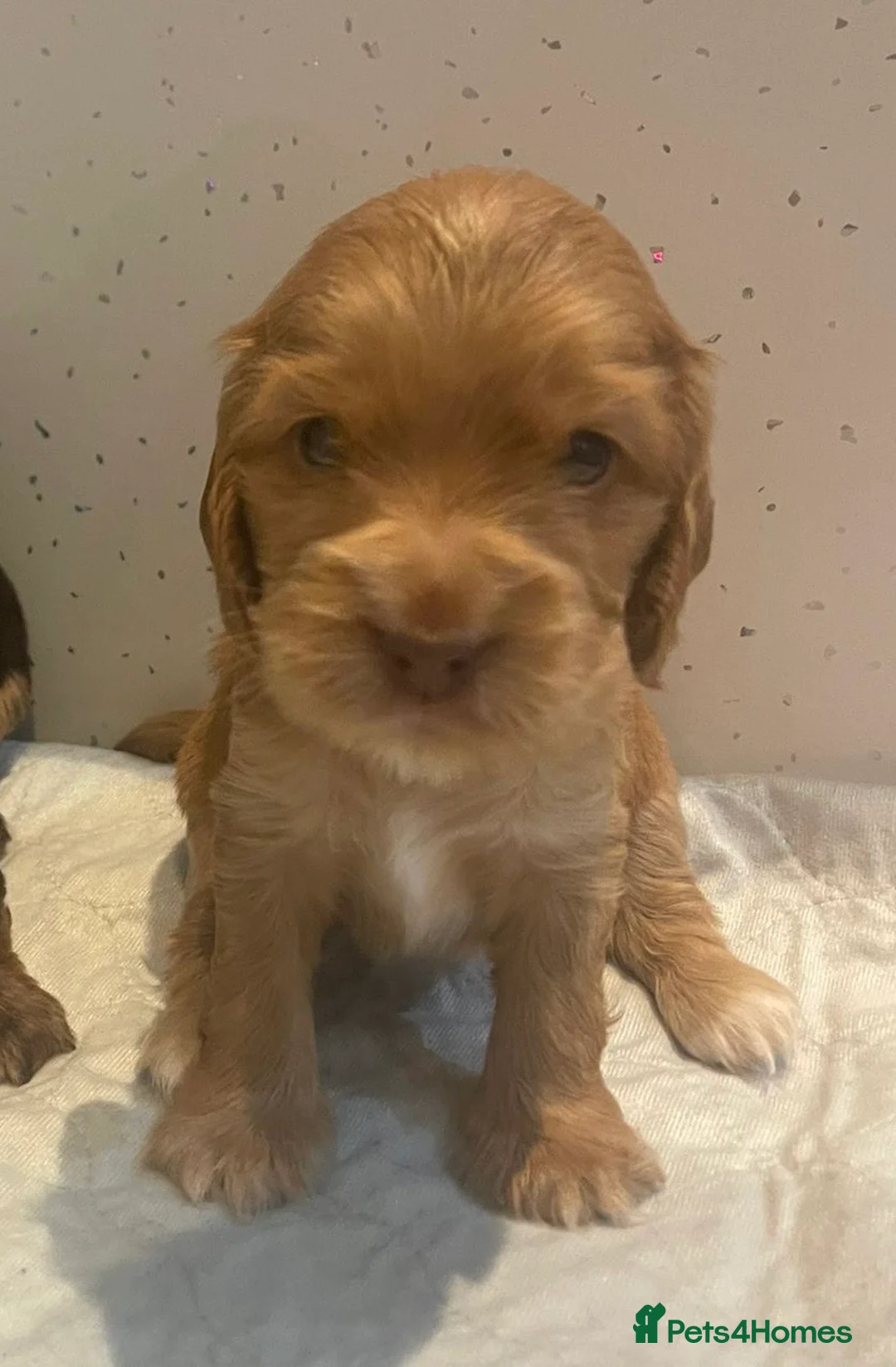 Cocker Spaniel dogs for sale: Show Cocker Spaniel - Advert 5