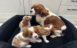 Cavalier King Charles Spaniel dogs for sale: Beautiful cavaliers looking for forever homes - Image 1