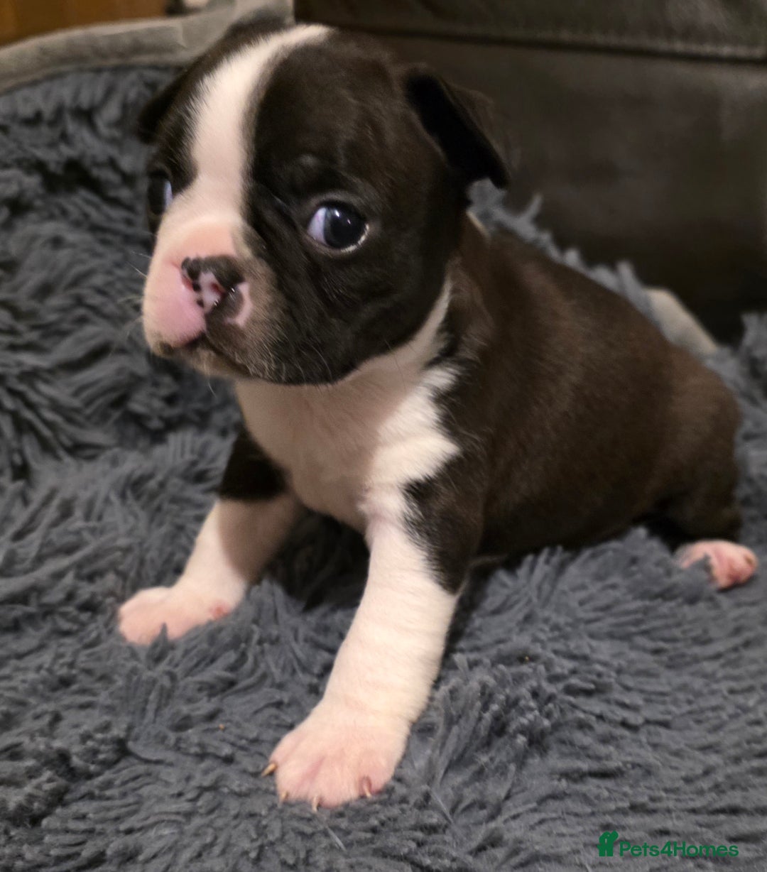 Boston Terrier dogs for sale: Stunning KC Reg Boston Terrier last girl left - Advert 6