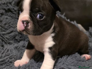 Boston Terrier dogs Stunning KC Reg Boston Terrier4 girls available - Advert 1