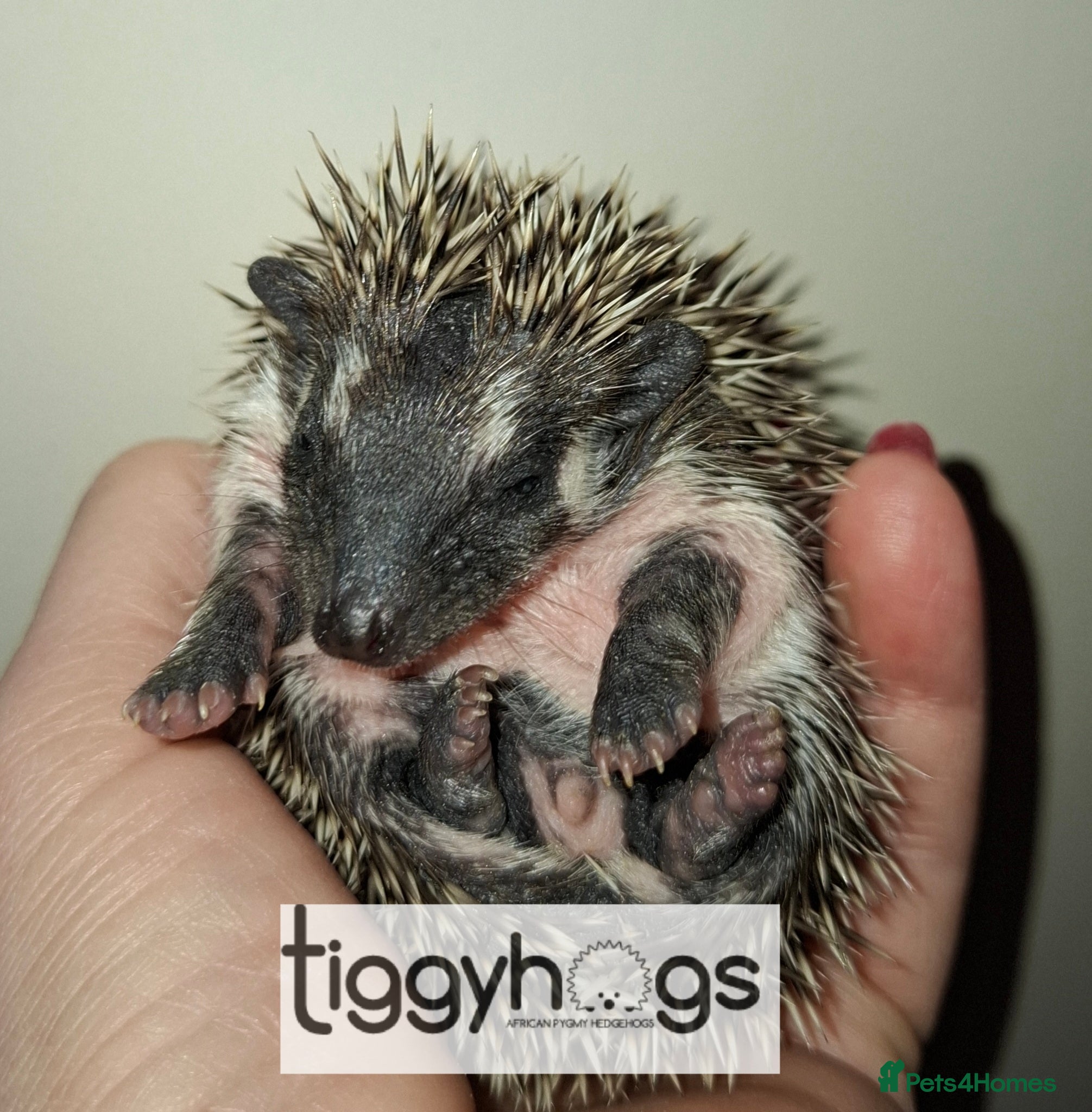 Pygmy Hedgehog rodents Handsome Male African pygmy hedgehogs  - Advert 1