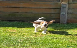 Beagle dogs for sale: KC reg Gorgeous Beagle Pups Champion Bloodline in New Malden - Image 27