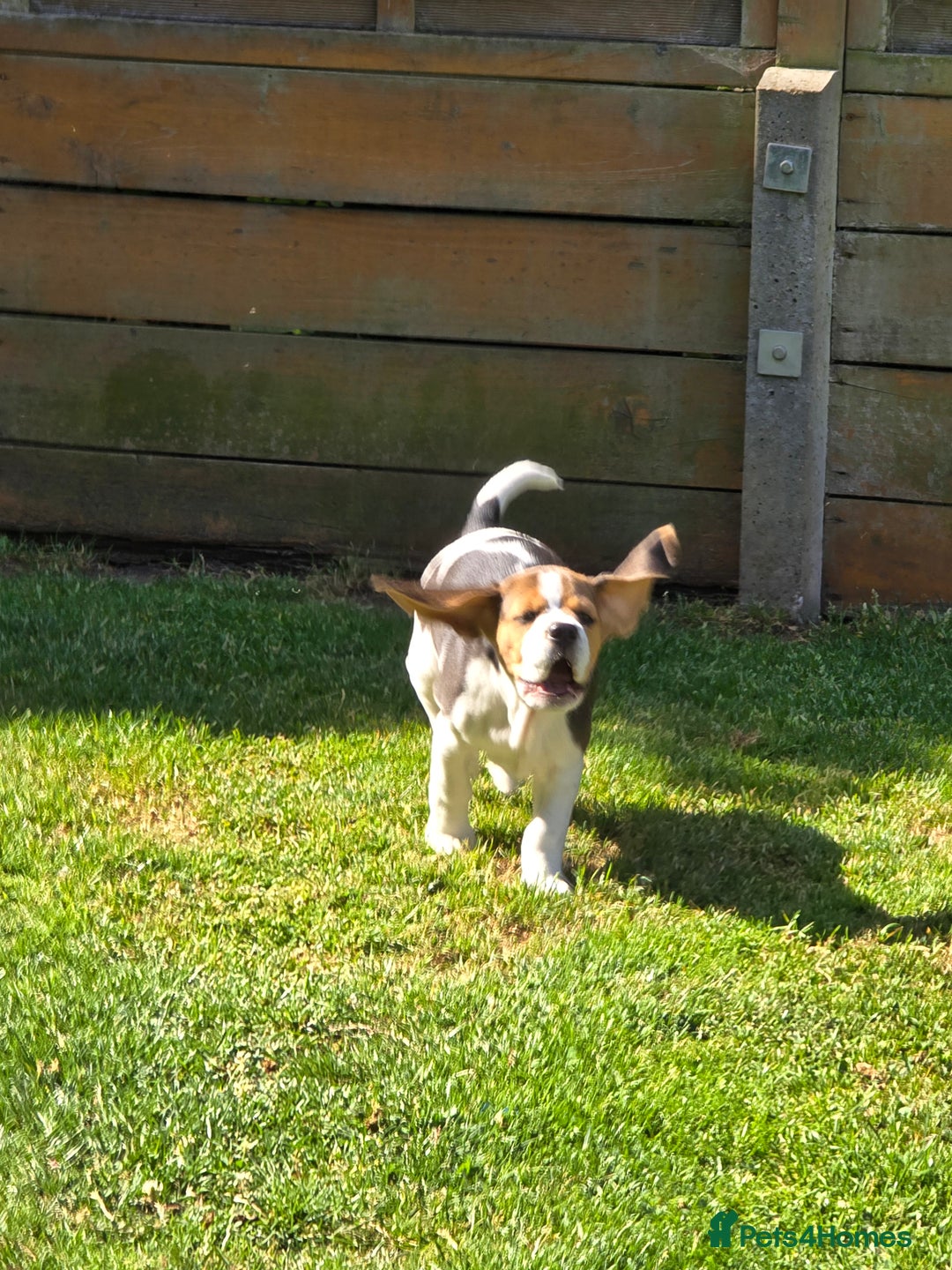Beagle dogs for sale: KC reg Gorgeous Beagle Pups Champion Bloodline in New Malden - Image 27