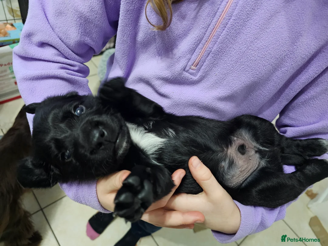 Cockerdor dogs for sale: The most loving Cockerdor/Spanador - Advert 6