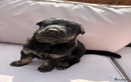 German Shepherd dogs for sale: Stunning German shepherd puppies  - Image 5