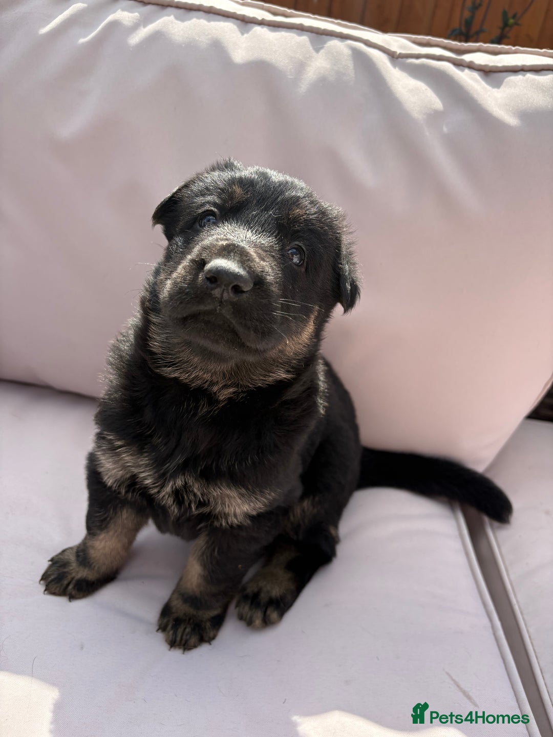 German Shepherd dogs for sale: Stunning German shepherd puppies  - Image 5