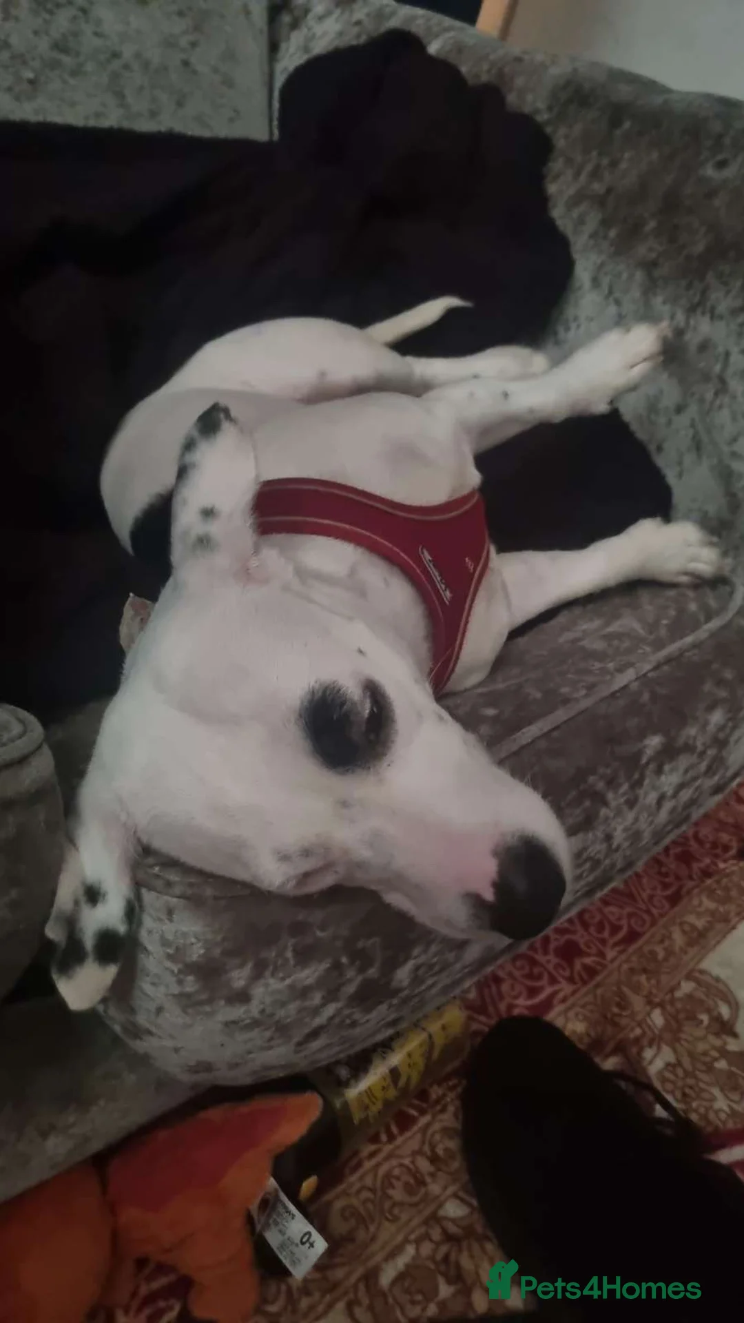 Mixed Breed dogs for sale: 3 year old female dog  in Mansfield - Advert 3
