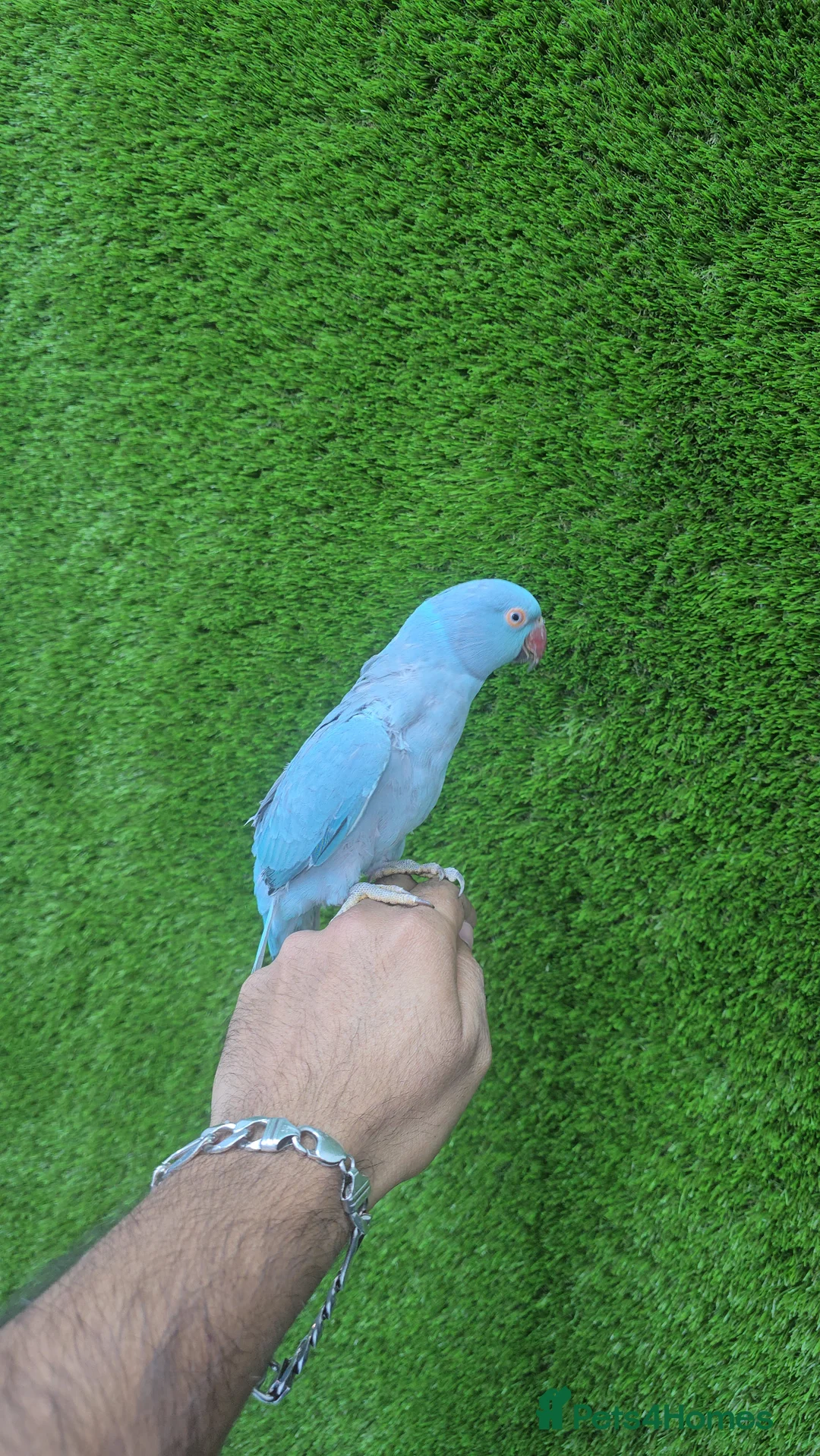 Lovebirds birds for sale: Ringneck Baby - Advert 3