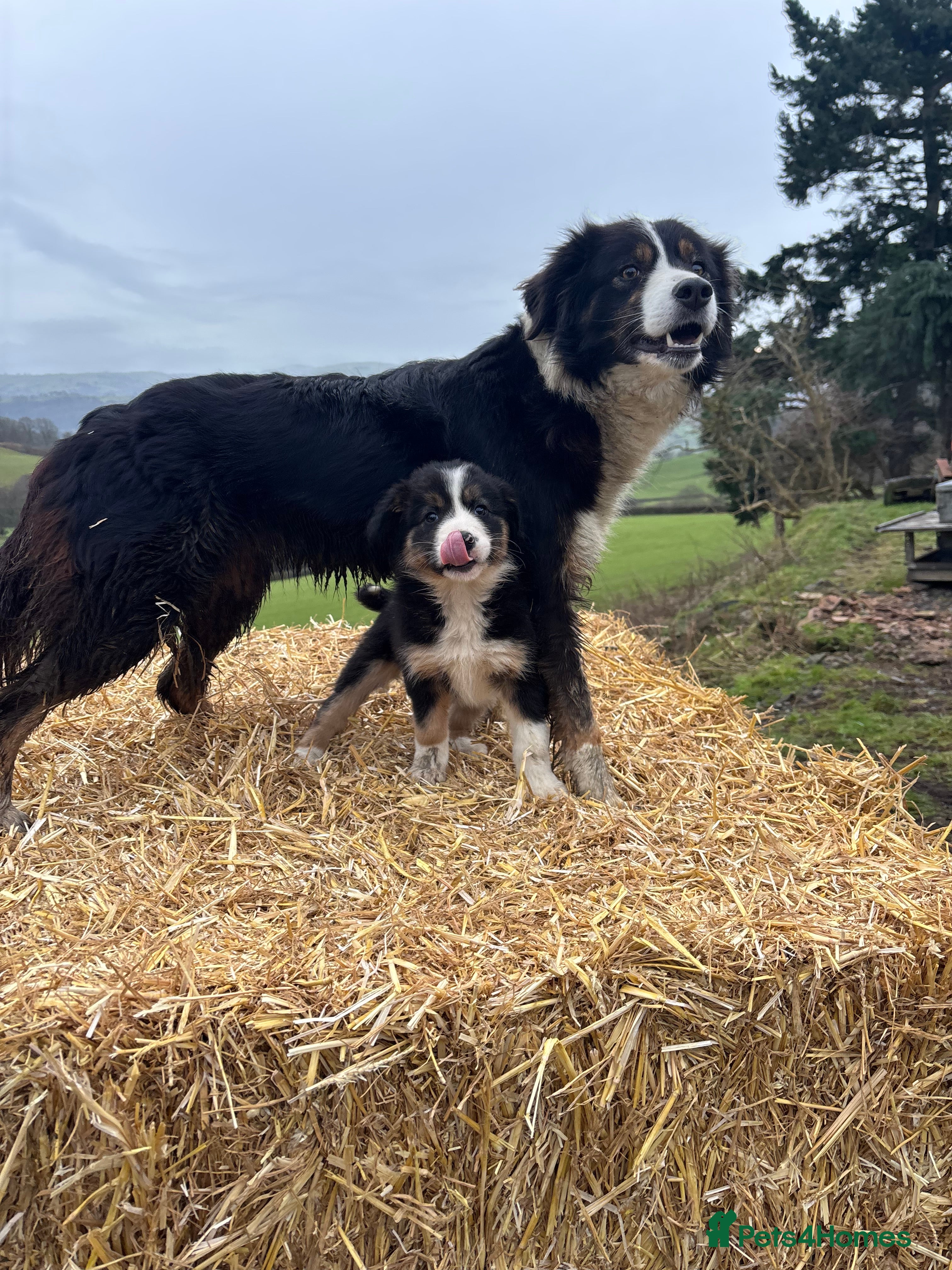 Border Collie dogs Quality Long Coated Tri Border Collie Puppies - Advert 4