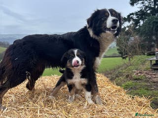 Border Collie dogs Quality Long Coated Tri Border Collie Puppies - Advert 1