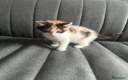 Mixed Breed cats for sale: 1 female kitten with beautiful colors £250 - Image 1