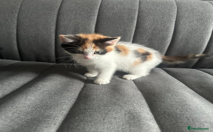 Mixed Breed cats - Advert 2