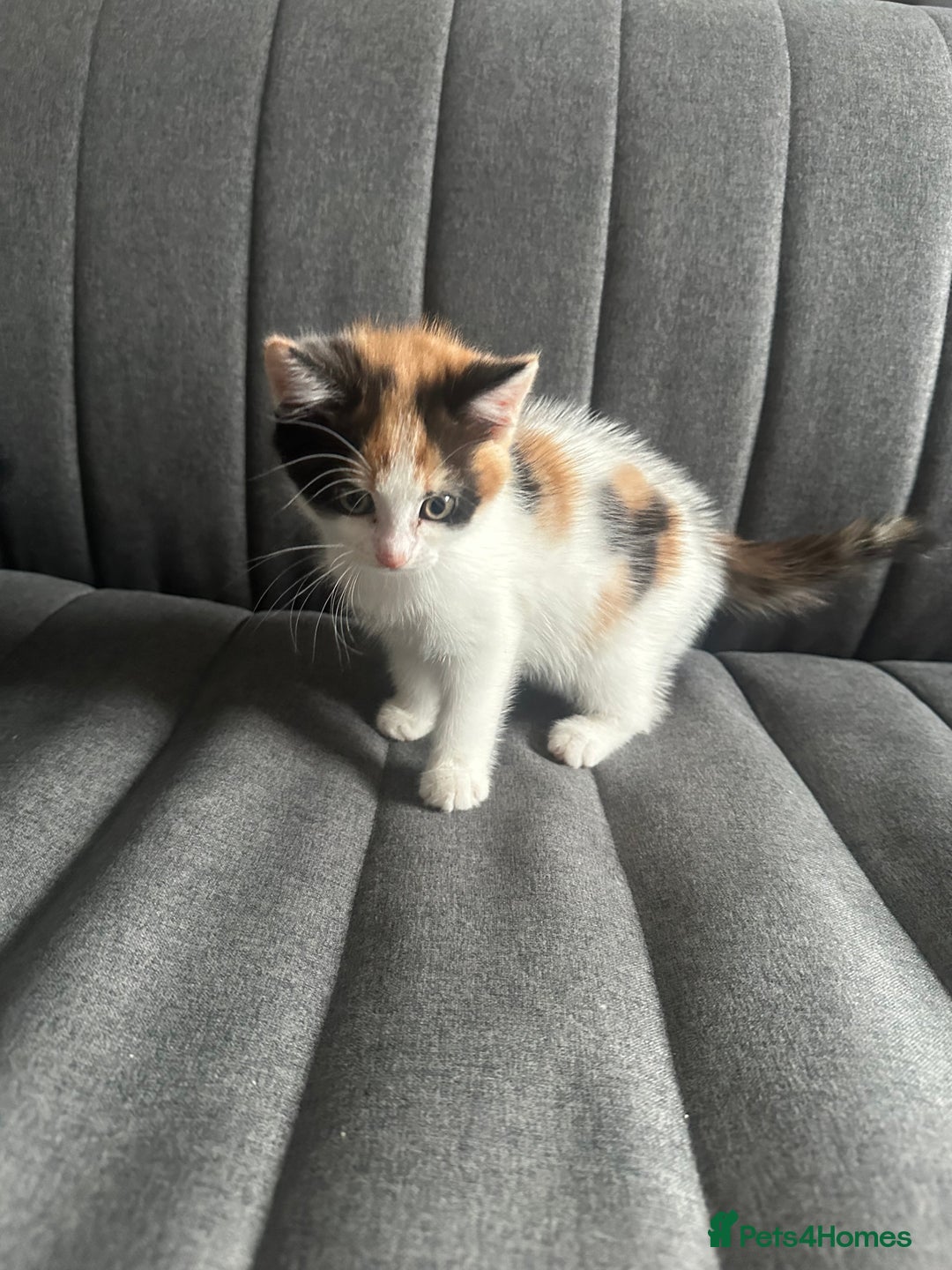 Mixed Breed cats for sale: 1 female kitten with beautiful colors £250 - Image 1