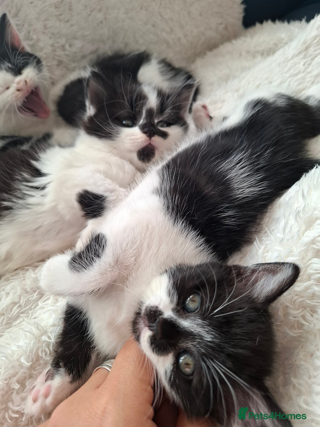 Mixed Breed cats for sale: Tabby/British short hair - Advert 17