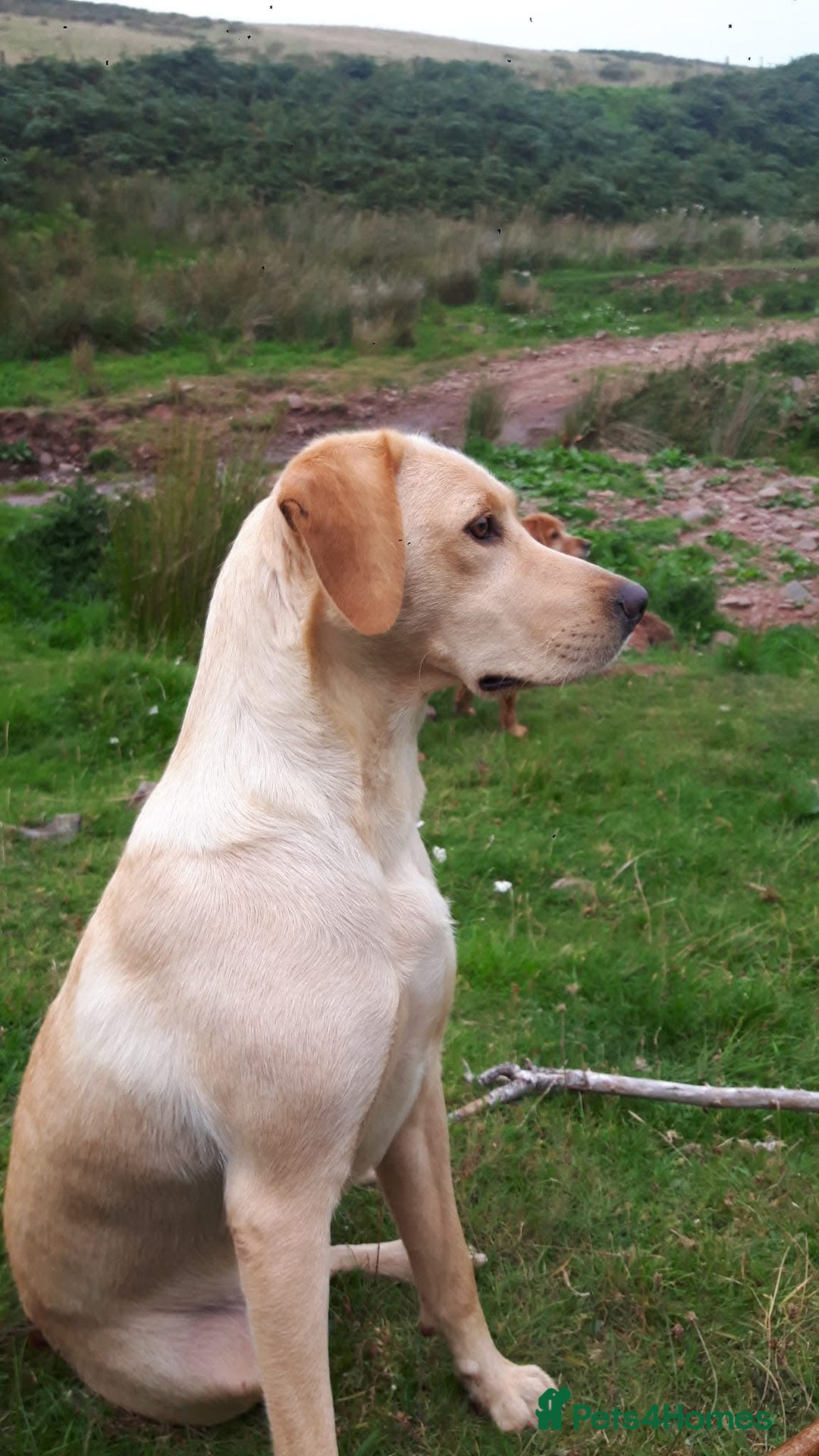 Labrador Retriever dogs for sale: Labrador Retriever Puppies KC reg - Advert 1