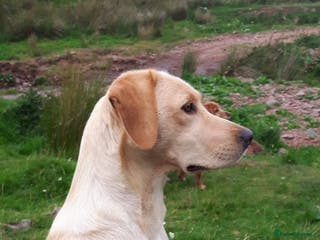Labrador Retriever dogs Labrador Retriever Puppies KC reg - Advert 1