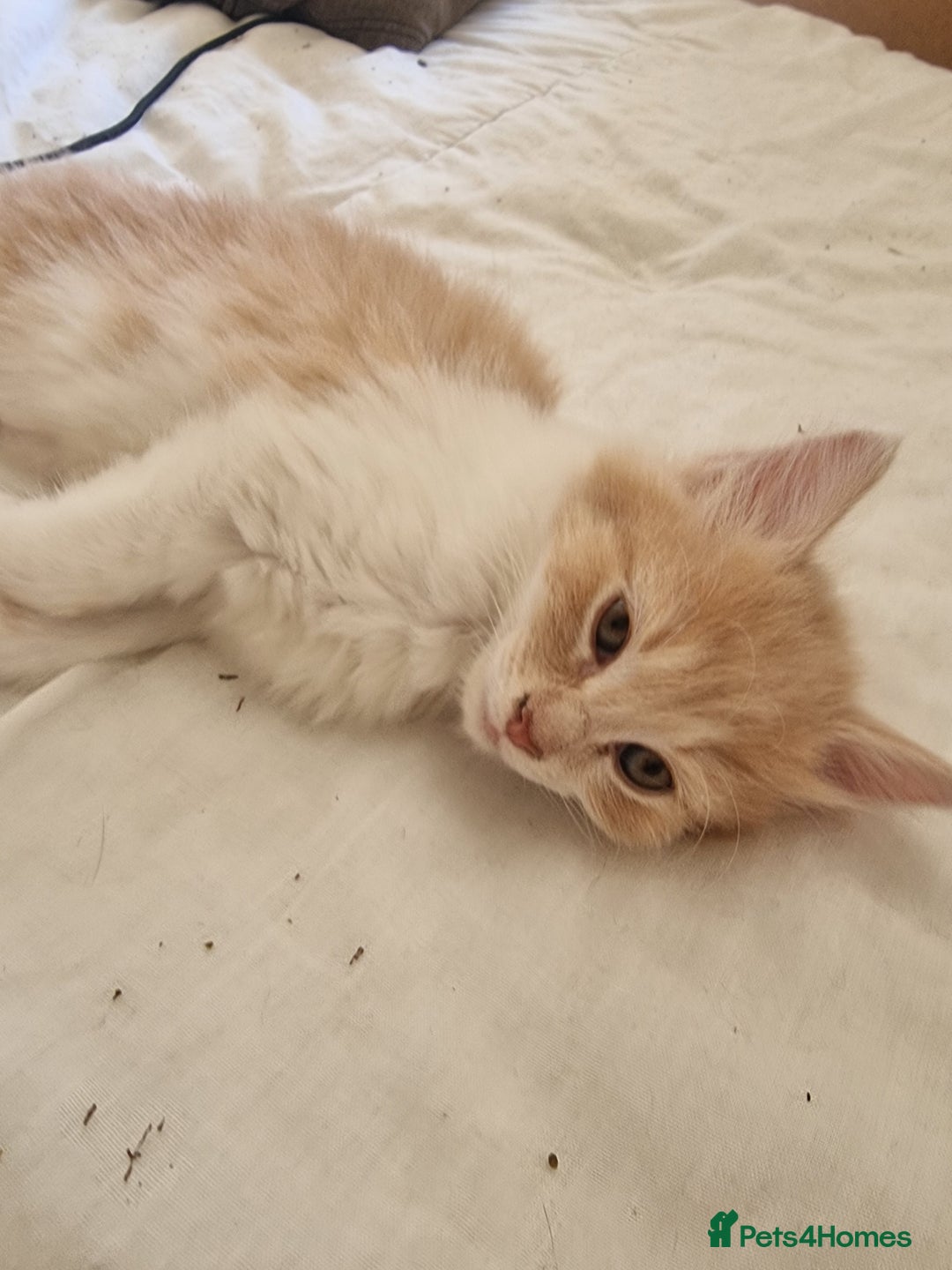 Mixed Breed cats for sale: Half norweigen forest cat 1/4 bengal 1/4 longhair - Image 17