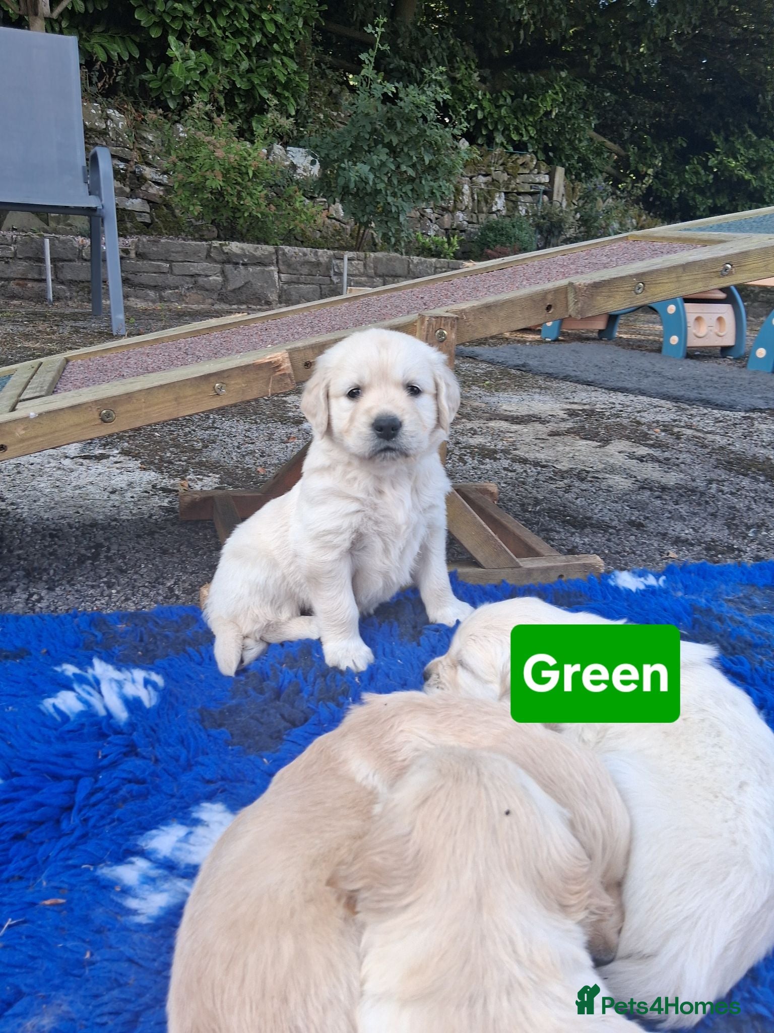 Golden Retriever dogs Mixed Shade Puppies - Ready Sept 6th - Advert 18