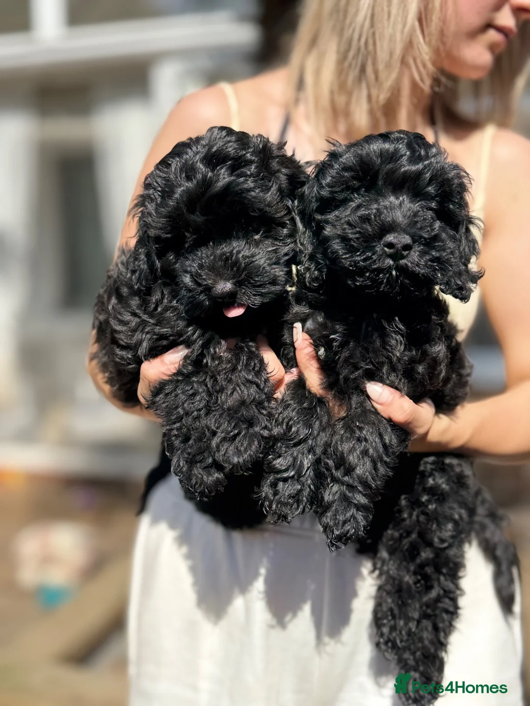 Cavapoo dogs for sale: Cavapoo DNA health tested parents clear - Advert 6
