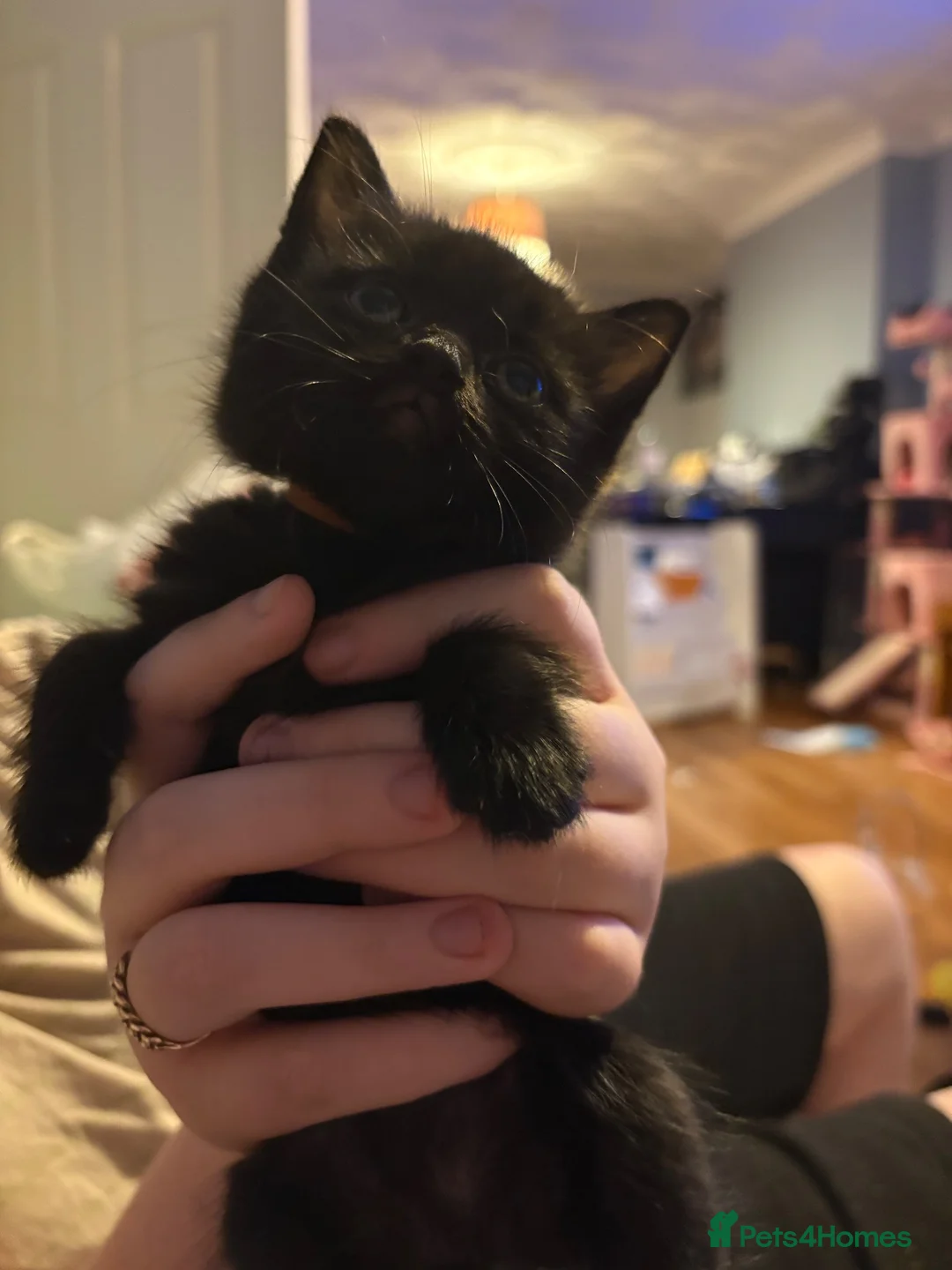 Mixed Breed cats for sale: 4 beautiful kittens ready in 2 weeks!! - Advert 1