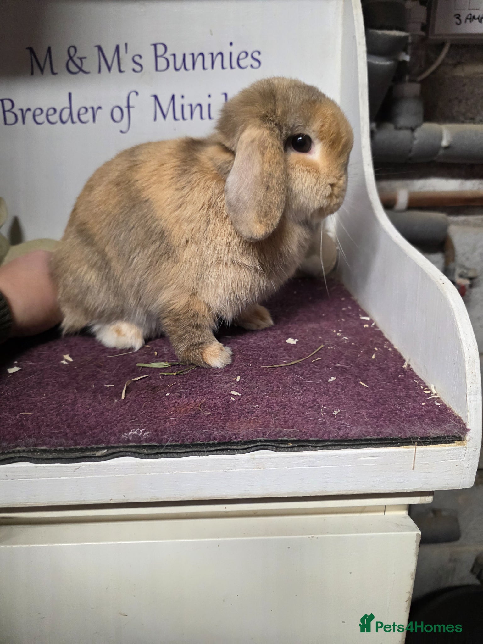 Mini Lop rabbits for sale: Mini Lop Chocolate Harliquin Doe - Advert 2