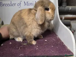 Mini Lop rabbits for sale: Mini Lop Chocolate Harliquin Doe - Advert 2