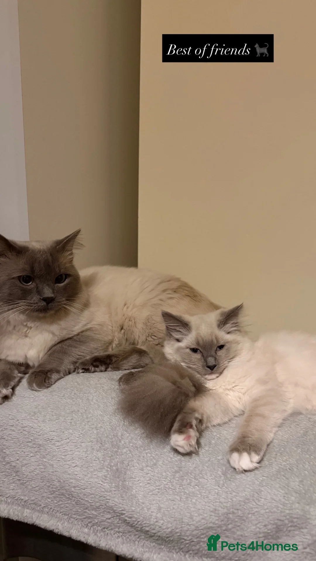 Siamese cats for sale: Siamese/ragdoll cross  in Rochdale - Advert 20