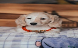 Miniature Dachshund dogs for sale: CREAM MINIATURE DACHSHUNDS CHAMPION PEDIGREE  - Image 23