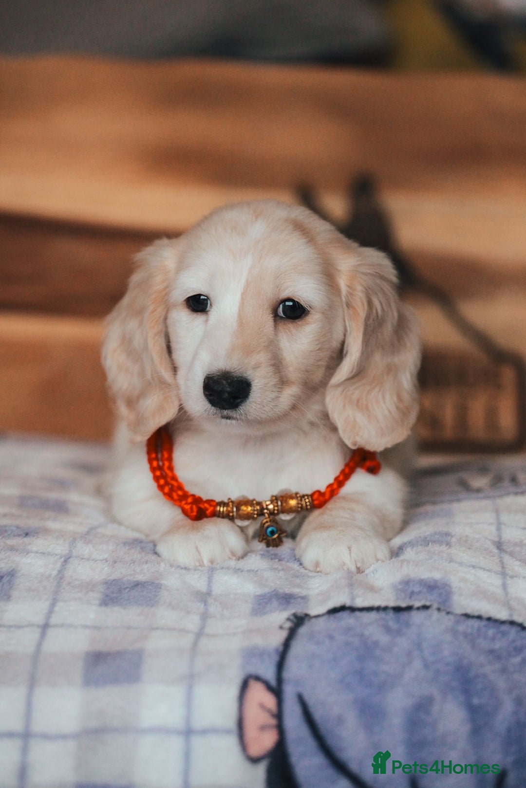 Miniature Dachshund dogs for sale: CREAM MINIATURE DACHSHUNDS CHAMPION PEDIGREE  - Image 23