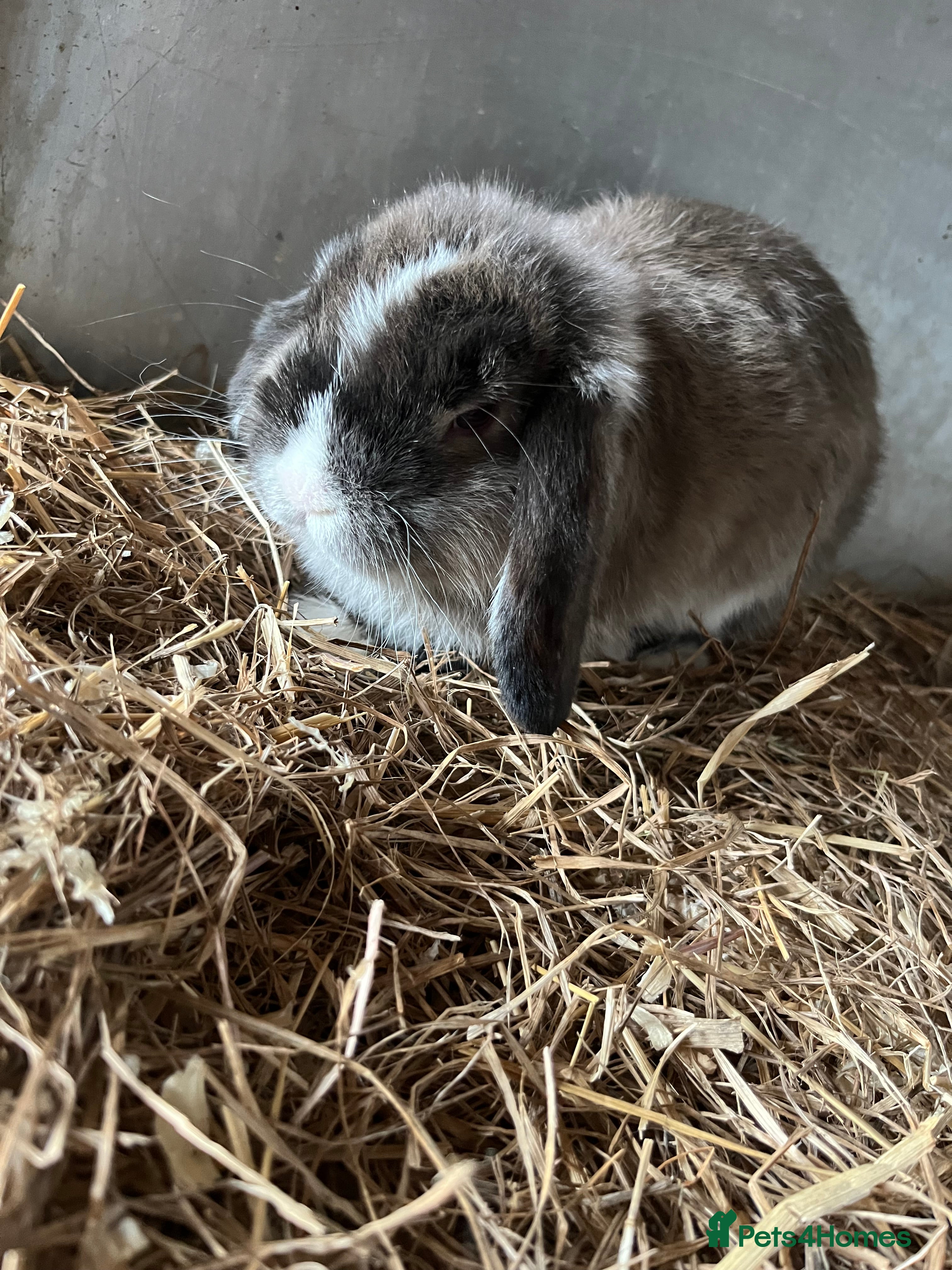 Mini Lop rabbits pure breed mini lops for sale - Advert 15