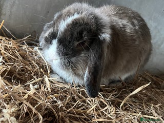 Mini Lop rabbits pure breed mini lops for sale - Advert 15