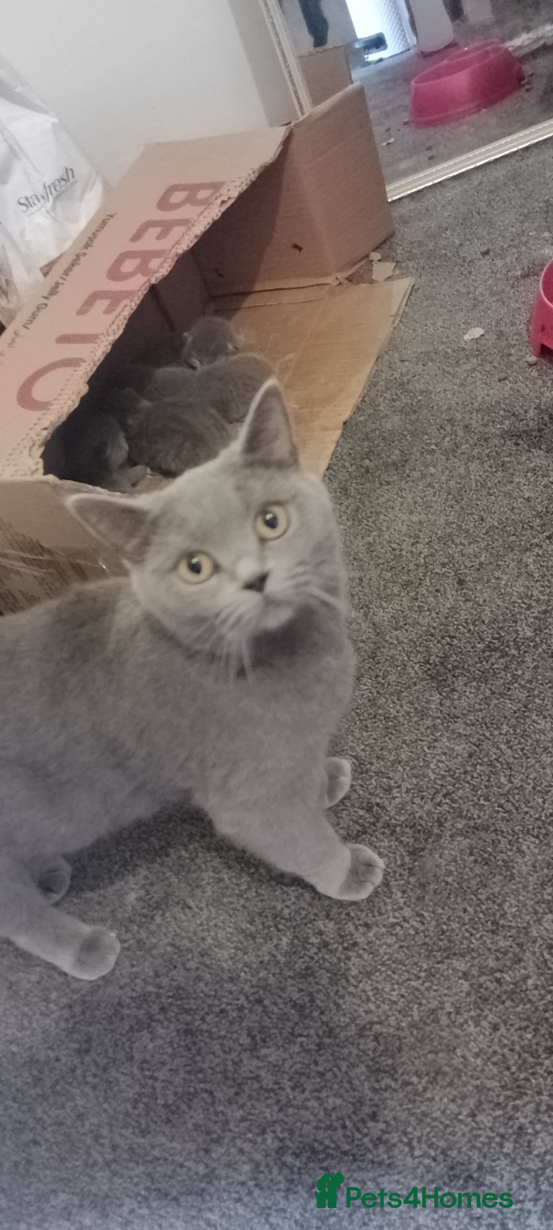 British Shorthair cats for sale: Purebred British shorthairs - Image 3