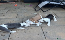 Olde English Bulldogge dogs for sale: Last 2 baby girls left  - Image 32