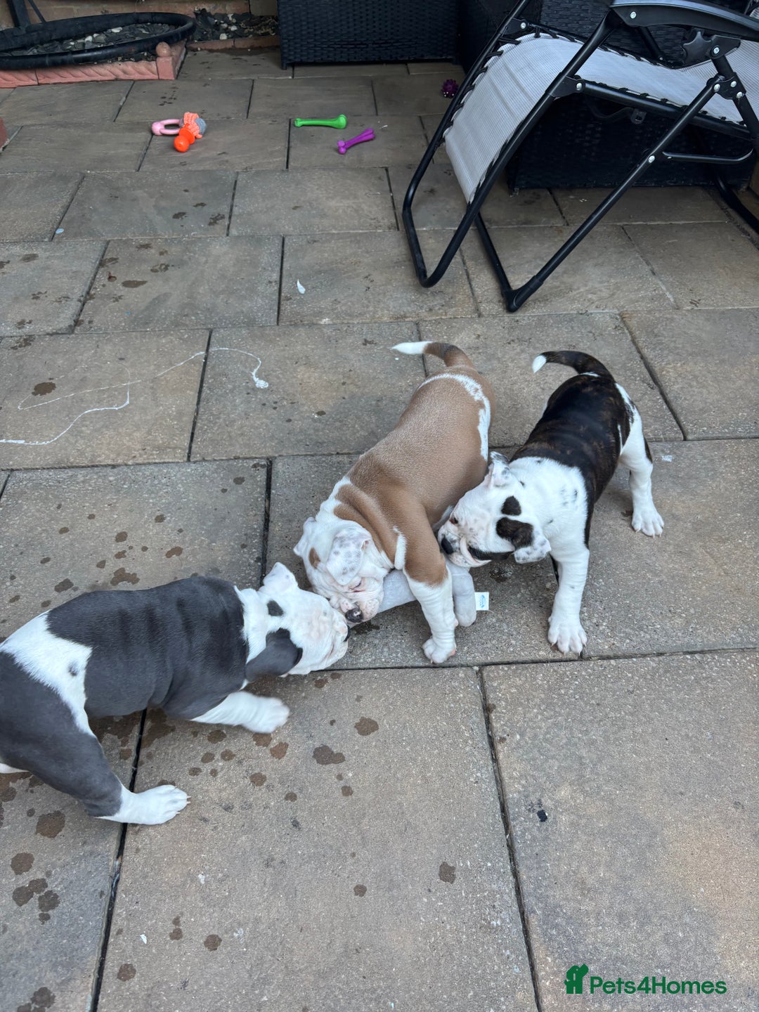 Olde English Bulldogge dogs for sale: Last 2 baby girls left  - Image 32