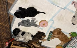Cocker Spaniel dogs for sale: Beautiful kc registered show cocker spaniels - Image 4