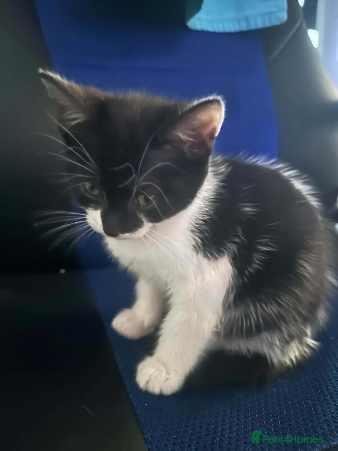 Mixed Breed cats for sale: Two female kittens - Advert 2
