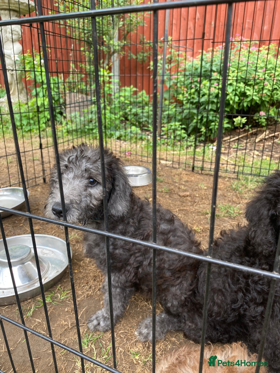 Bedlington Terrier dogs for sale: Bedlington Terrier puppies for sale in Hertford - Image 35
