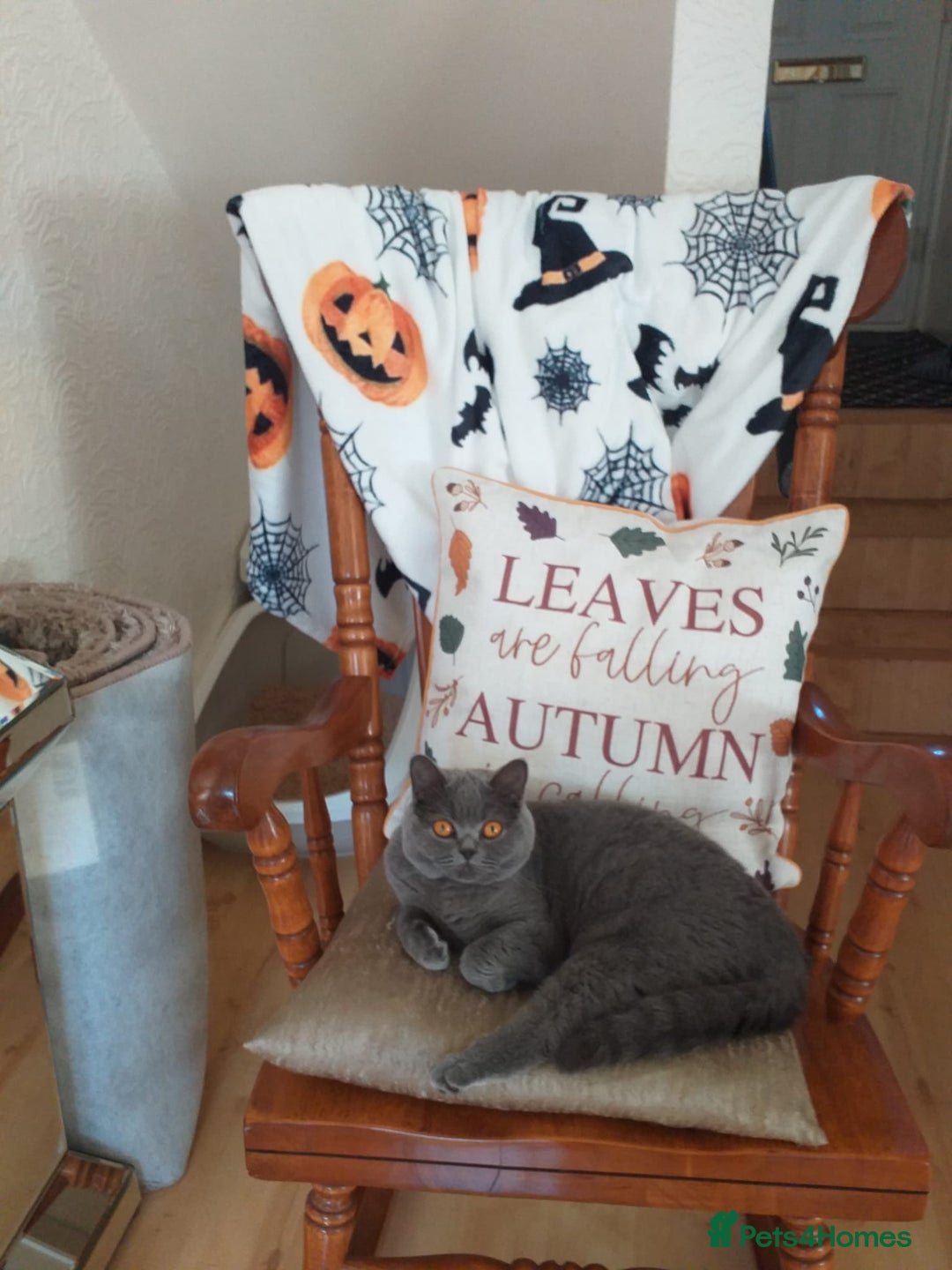 British Shorthair cats for sale: Blue British Shorthair Female - Image 4