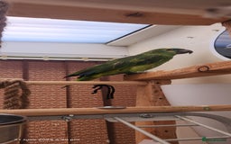 Parrots birds for sale: Stunning Blue Fronted Amazon (Cage included)  - Image 5