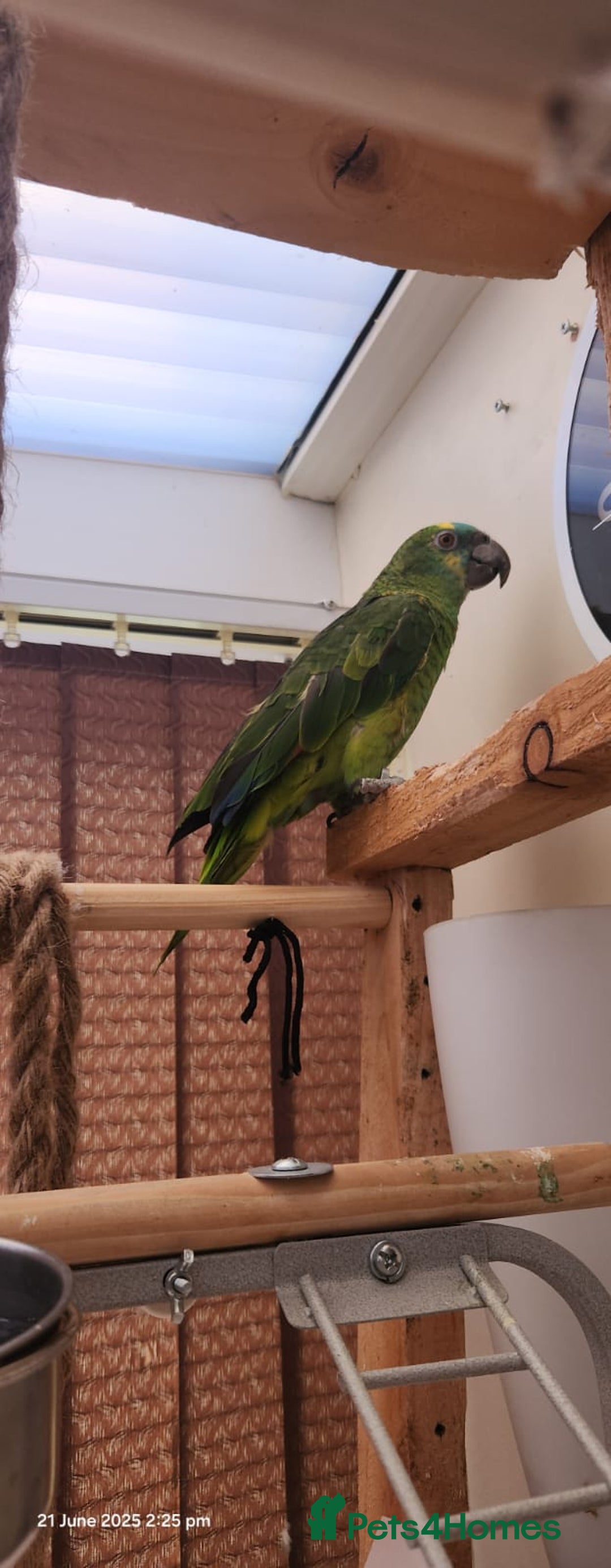 Parrots birds for sale: Stunning Blue Fronted Amazon (Cage included)  - Image 5