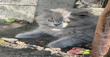 British Shorthair cats - Advert 12