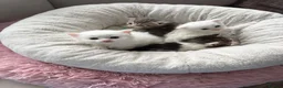 Siberian cats for sale: Four Fluffy kittens - Advert 9
