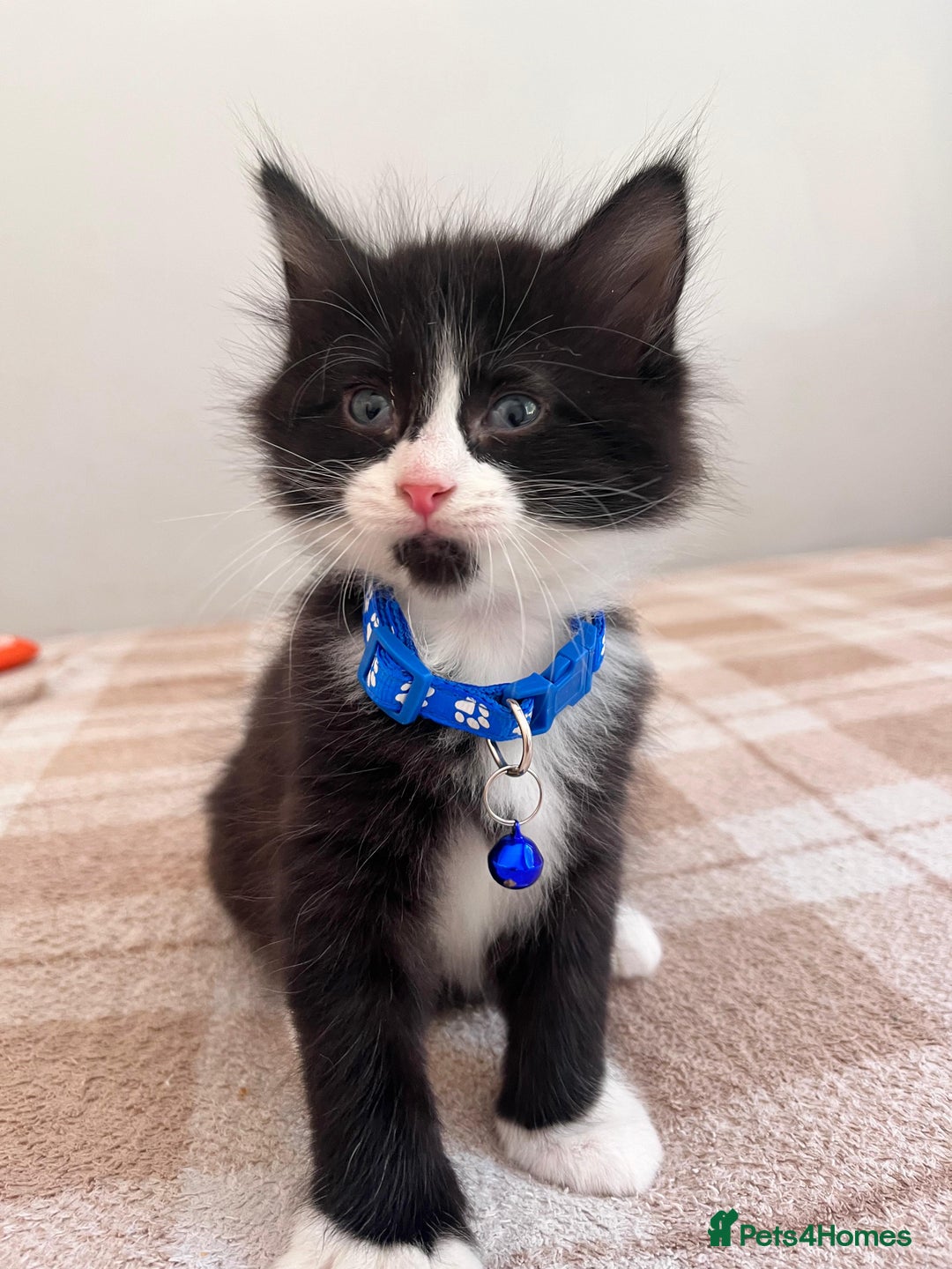 Mixed Breed cats for sale: Free trained kittens - Image 3