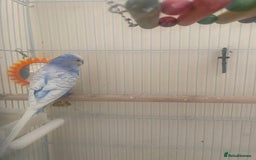 Budgerigars birds for sale: Cute little angel, looking for a forever home  - Image 1