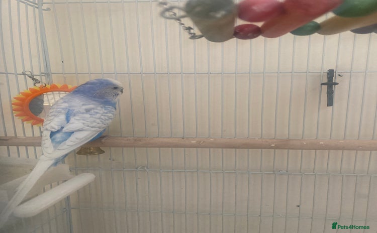 Budgerigars birds - Advert 3