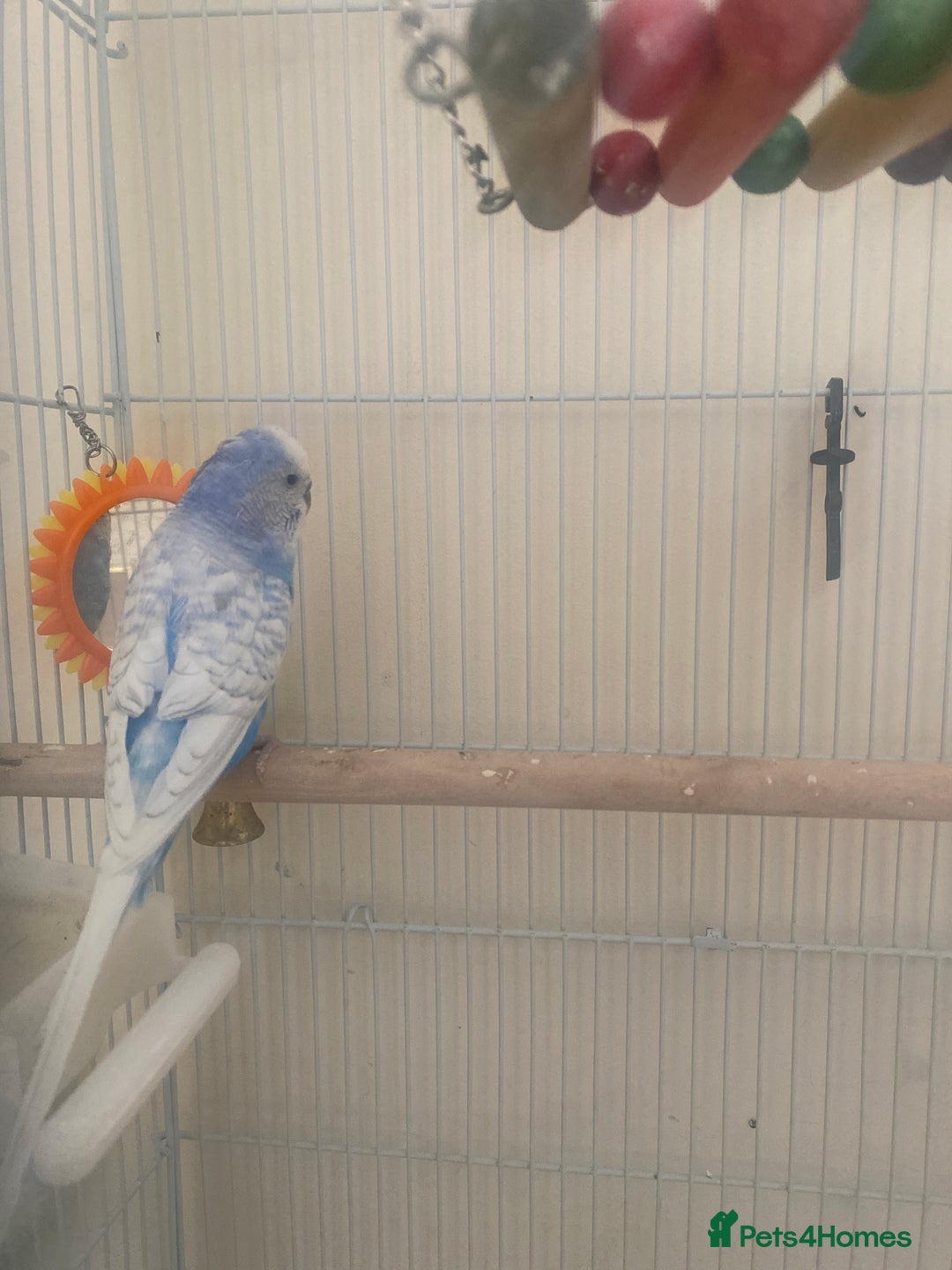 Budgerigars birds for sale: Cute little angel, looking for a forever home  - Image 1