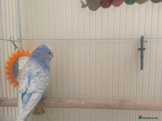 Budgerigars birds - Advert 31