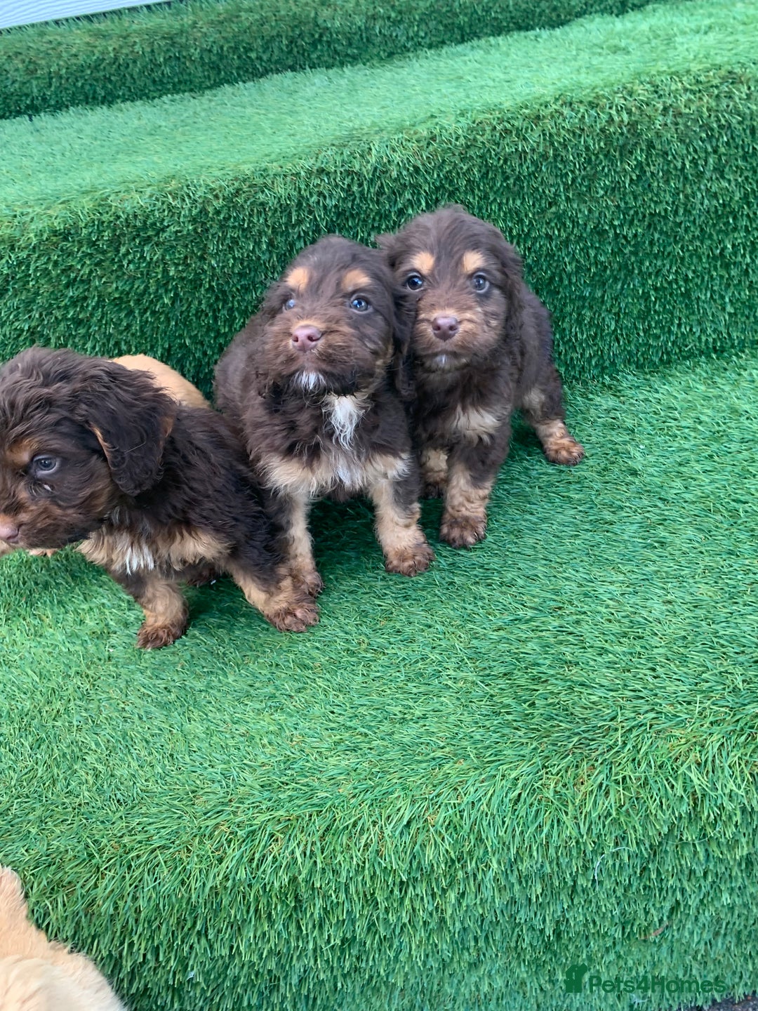 Cockapoo dogs for sale: Cockerpoo puppies  - Advert 15