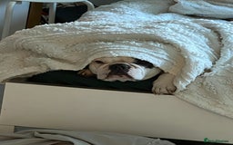 French Bulldog dogs for sale: Gorgeous 9 generation KC French bulldog - Image 8